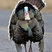 Wild Turkey